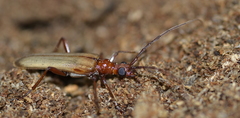 Centrodera decolorata