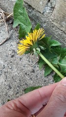 Taraxacum effusum