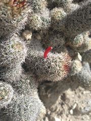 Mammillaria sphacelata