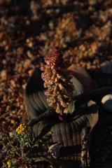 Lachenalia carnosa