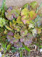Aquilegia vulgaris