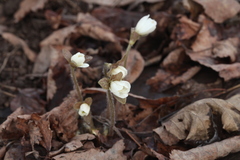 Hepatica nobilis asiatica