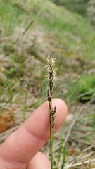 Carex rossii