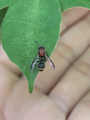 Ropalidia erythrospila