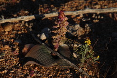 Lachenalia carnosa