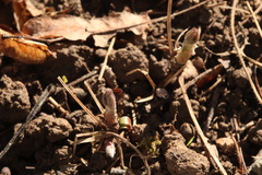 Clematis macropetala