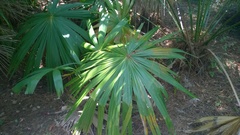 Saribus rotundifolius