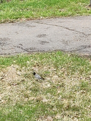 Motacilla alba personata