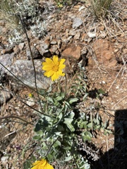 Balsamorhiza sericea
