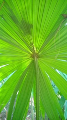 Saribus rotundifolius