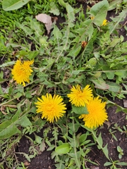 Taraxacum officinale