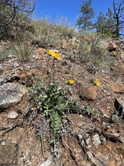 Balsamorhiza sericea