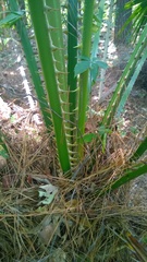 Saribus rotundifolius