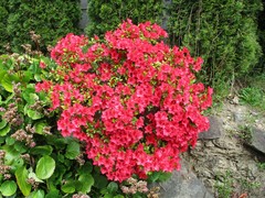 Rhododendron × hybridum