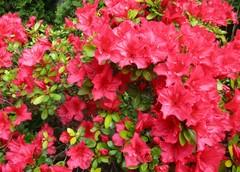 Rhododendron × hybridum