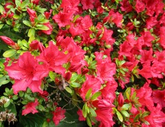 Rhododendron × hybridum