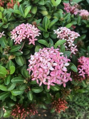 Ixora