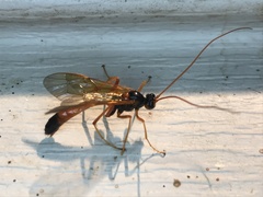 Ctenopelmatinae