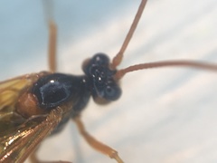 Ctenopelmatinae
