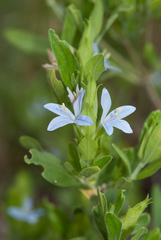 Megalochlamys revoluta cognata