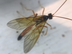Ctenopelmatinae
