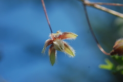 Pergularia daemia daemia