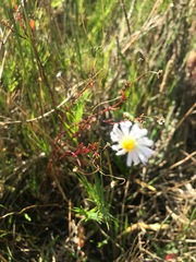 Brachyscome graminea