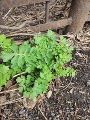 Chelidonium majus