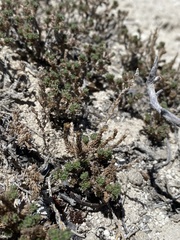 Artemisia pygmaea