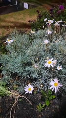 Asteroideae