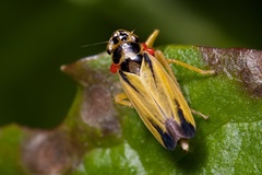 Evacanthus interruptus