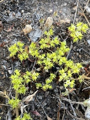Chorizanthe procumbens