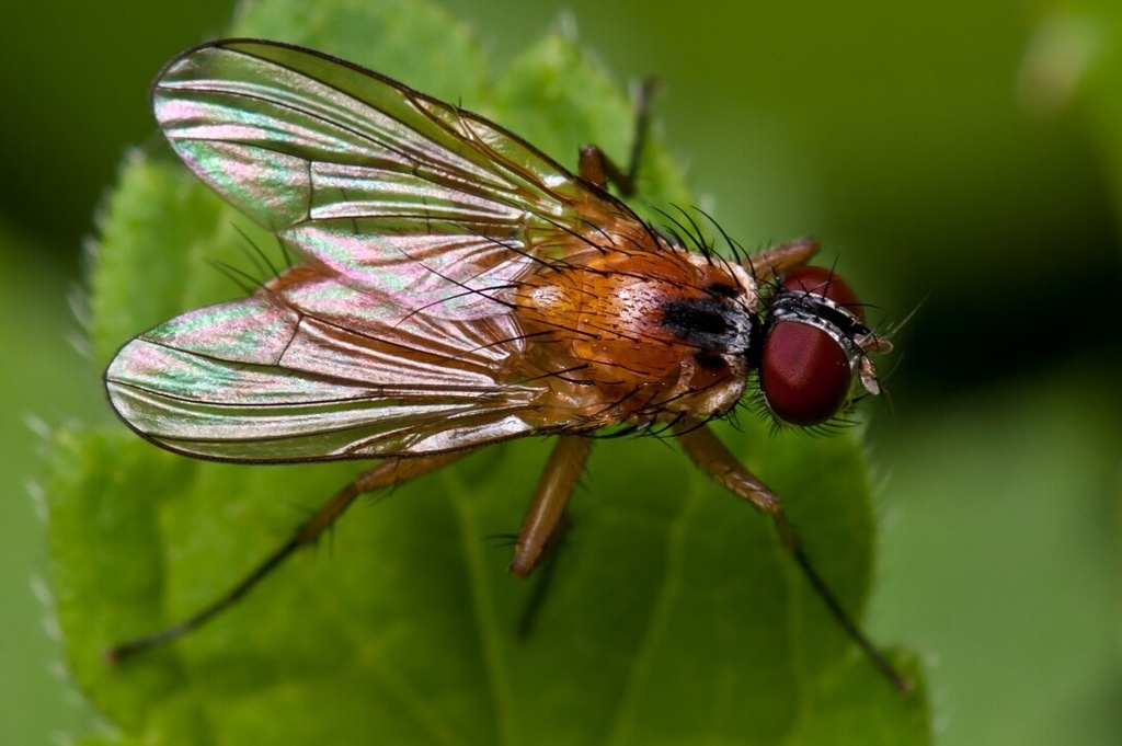 Achanthipterinae