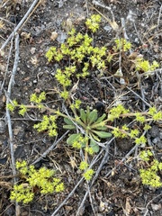 Chorizanthe procumbens