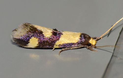 Opogona comptella