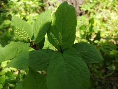 Chloranthus serratus