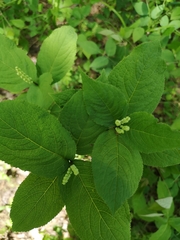 Chloranthus serratus