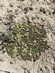 Lepidium nanum