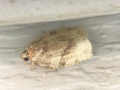 Choristoneura fractivittana