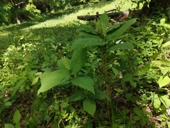 Chloranthus serratus