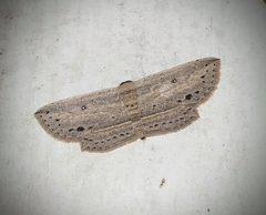Hyposada hydrocampata