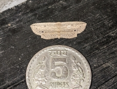 Hyposada hydrocampata