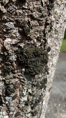 Leptogium coralloideum