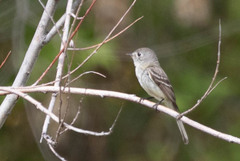 Dusky Flycatcher photo 5