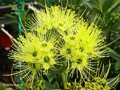 Xanthostemon chrysanthus
