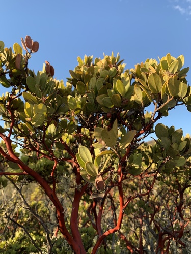 iNaturalist observation photo of Eastwood's Manzanita
