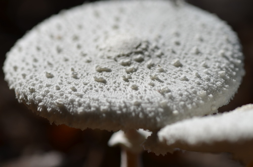 white chalk mushroom