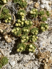 Lepidium nanum