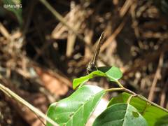 Paramacera xicaque xicaque
