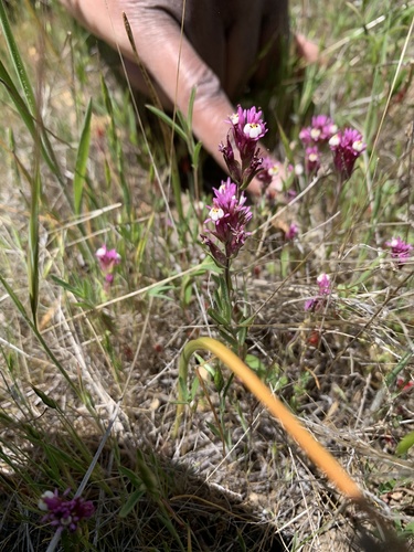 iNaturalist observation photo of Paintbrushes